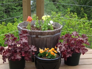 These are just some of the plants on my deck––that are currently in my dining room.